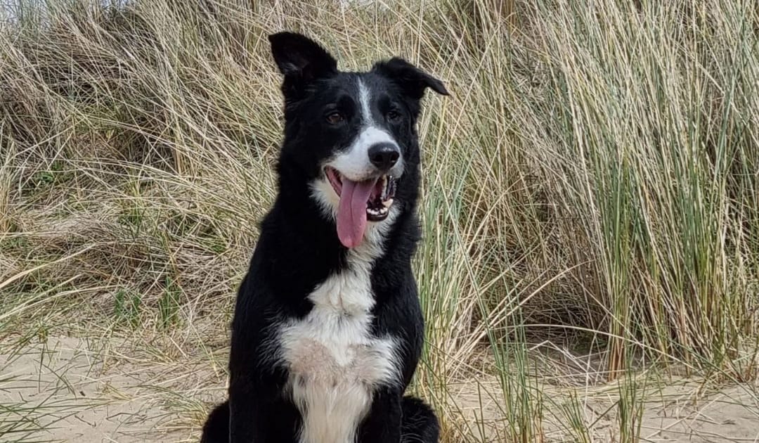 Doggy member Benjen, the Border Collie, enjoying a walk with his borrowers