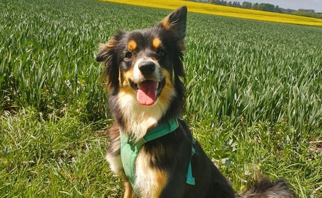 Great Places to Walk Your Dog in Glasgow