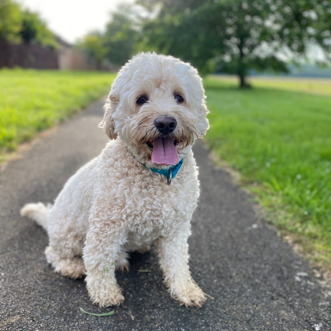 Parka the Cavapoochon, enjoying the park