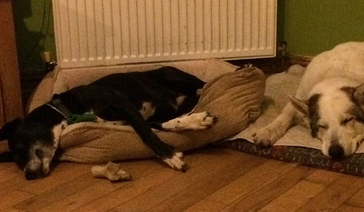 Tiggy, her borrower Katie, and Owner George