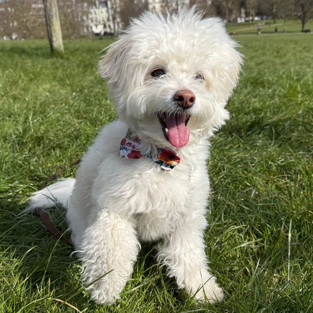 Findik the Maltipoo