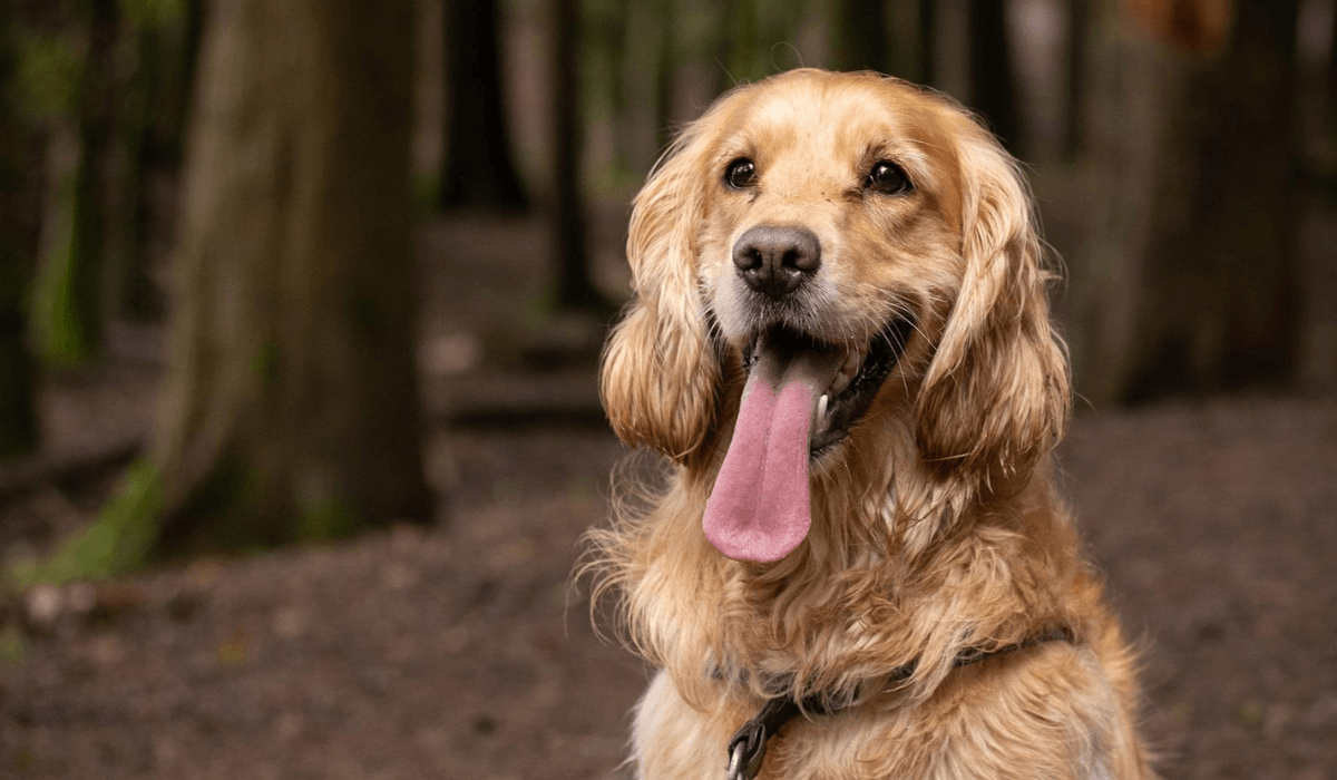 A gorgeous, golden Cross Breed pooch with long, floppy ears.