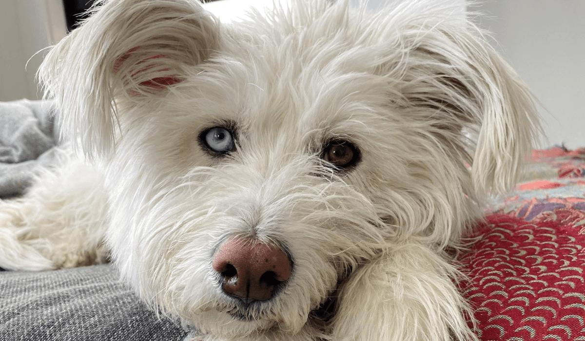 A sweet, white fluffy dog with floppy ears, a large brown nose and one blue eye and one brown.