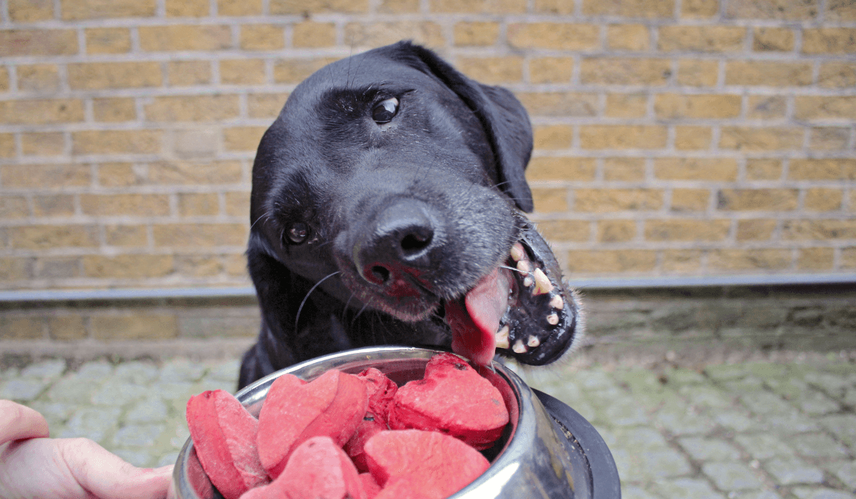 Valentine's Day Heart Dog Biscuits