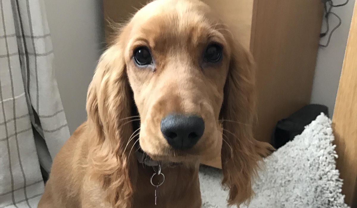 Poppy, a gorgeous golden spaniel, sits indoors looking at the camera