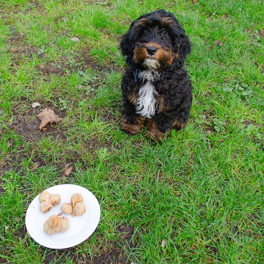 Turkey and Peanut Butter Bites