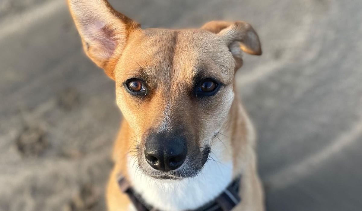 Our guide to dog rescues in Leicester