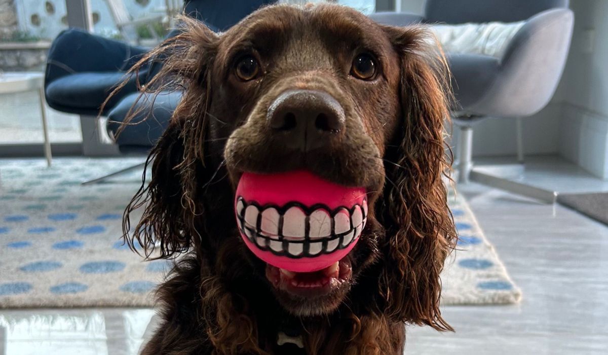 A cocker spaniel holding a ball in their mouth with a teeth design