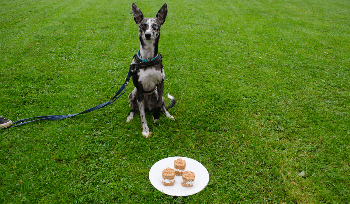 A beautiful, speckled dog sits in front of a plate of Carrot Pupcakes waiting to dive in for one.