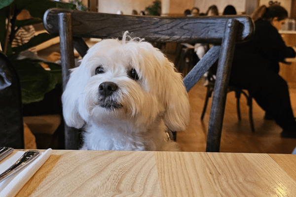 Dog in a London Dog Friendly Restaurant