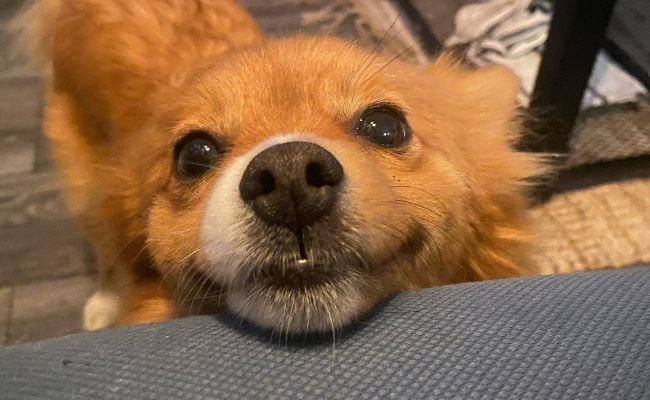 Doggy member Peaches, the Klein German Spitz resting her head on the sofa