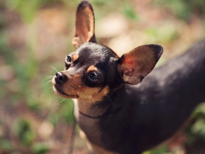 Russian Toy Terrier