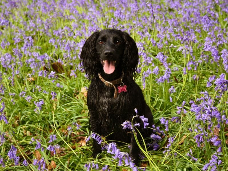 A lovely black Cocker Spaniel sitting happily in a field of bluebells