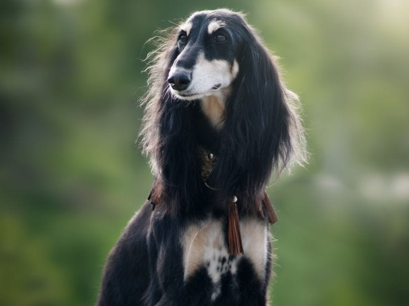 A saluki looking off camera