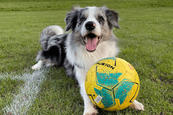 Pet shops in Milton Keynes