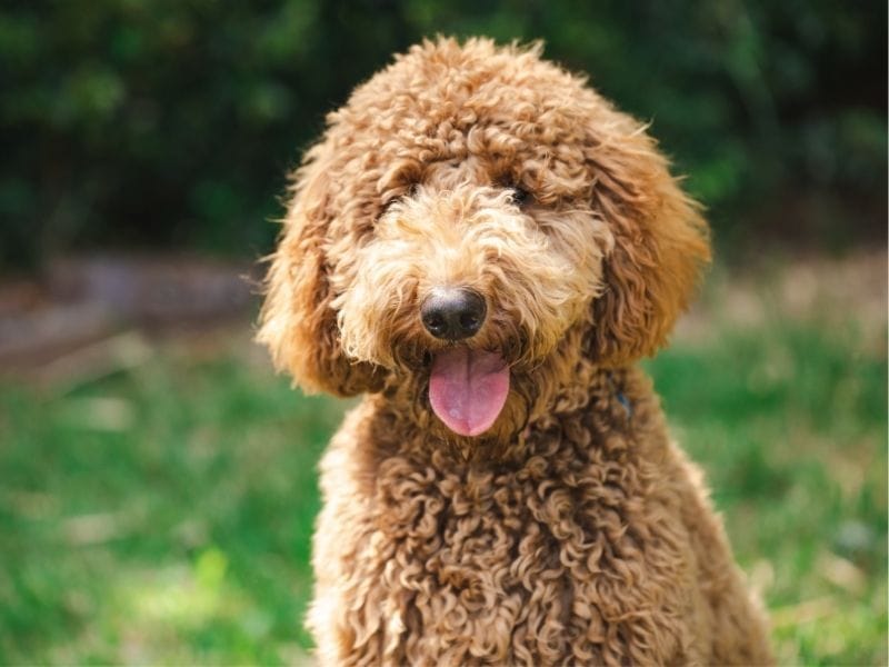 A happy Goldendoodle sitting patiently in the garden