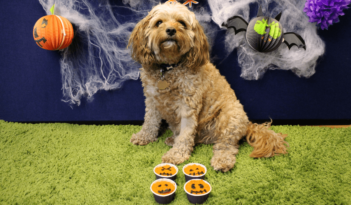 A cute, golden pooch is sat in front of a Halloween display with four Pumpkin Pupcakes.