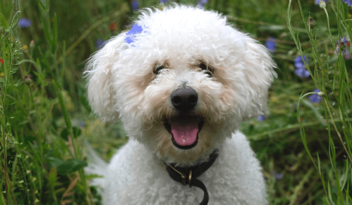 A cute Bichon Frise pup is sitting amongst the long grass with a pretty flower in their hair.