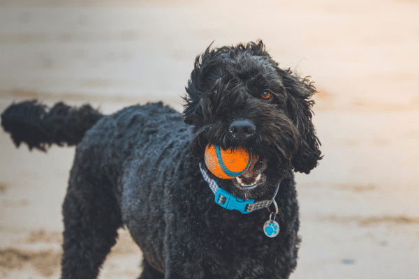 Lovely Dog on Crantock Beach with a ball