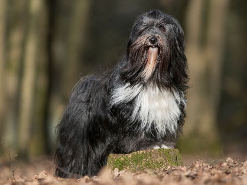 A gorgeous Tibetan Terrier standing on a tree stump in the woodlands