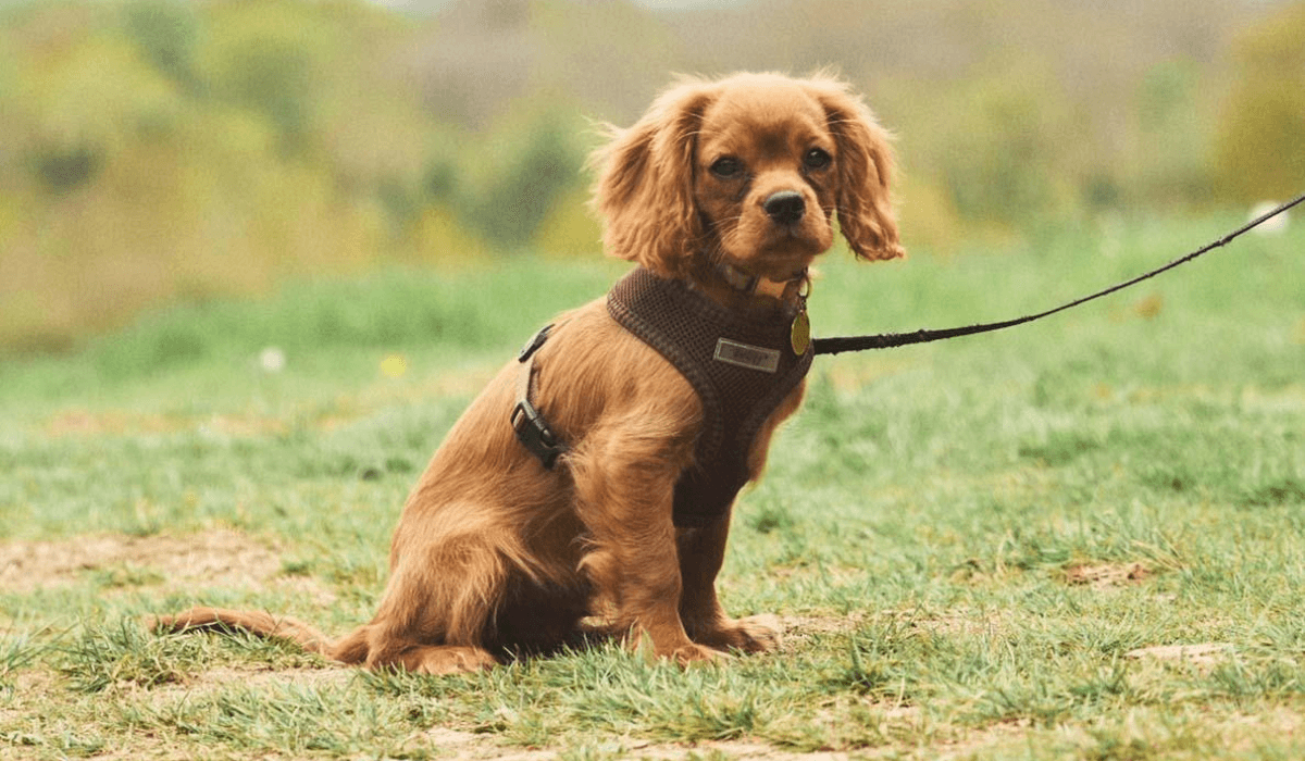 A small, tan, Cavalier King Charles Spaniel is sitting patiently, waiting for a treat.
