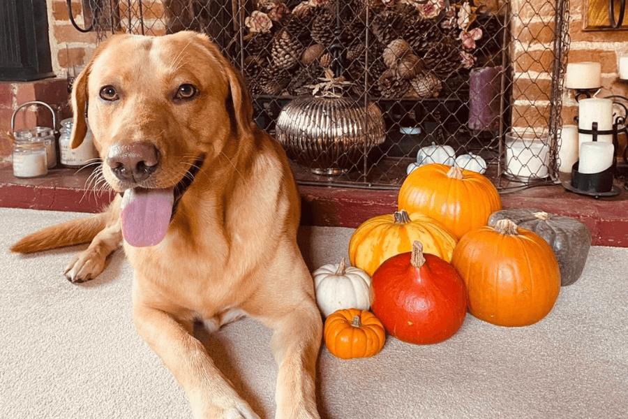 Dog with pumpkins indoors