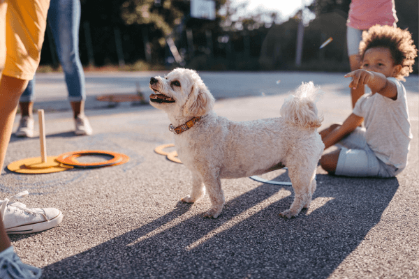 Fluffy white dog in a playground