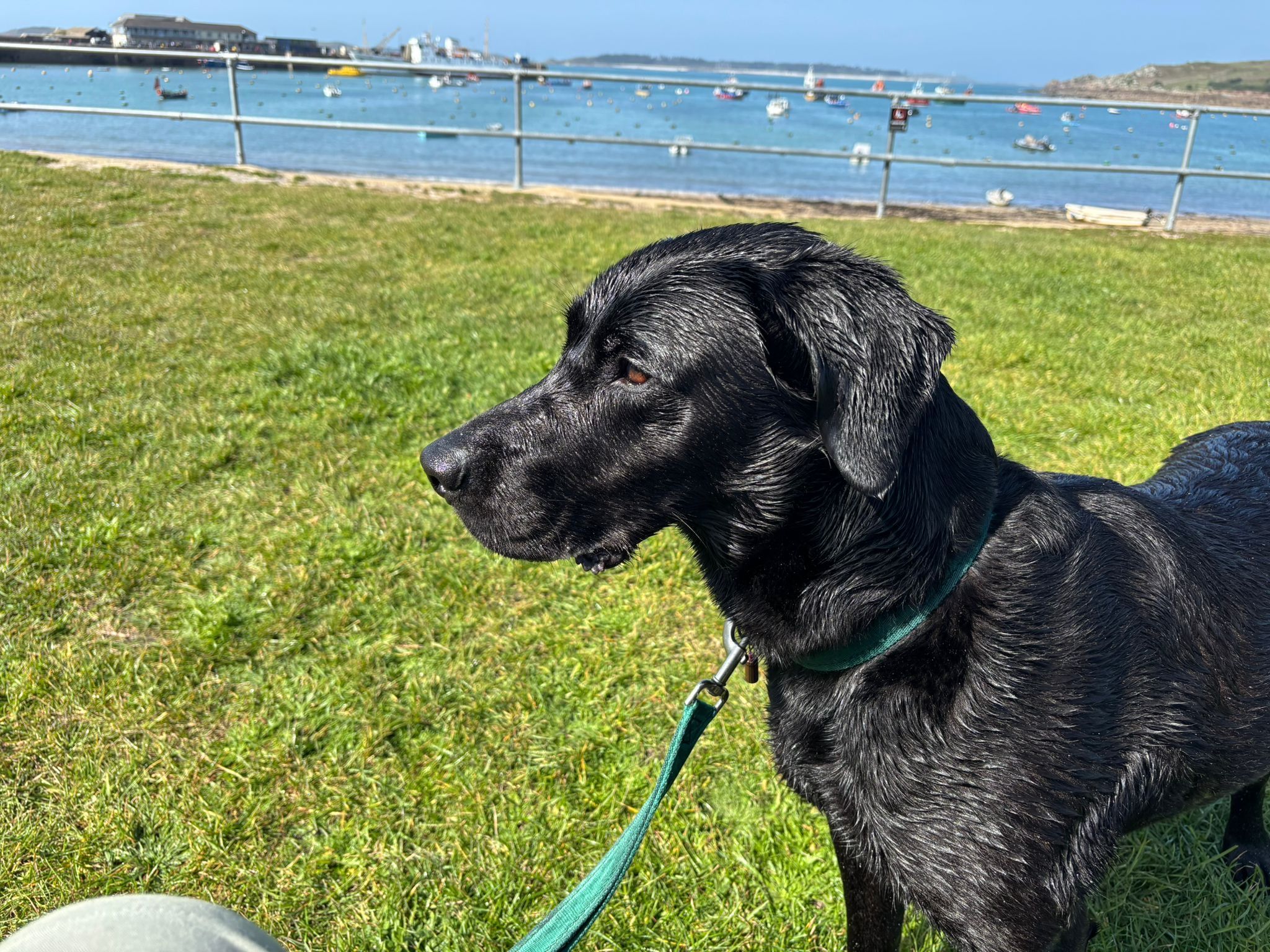 A beautiful black dog