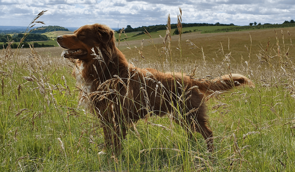 A beautiful, copper brown Australian Shepherd dog stands alert in the long grass.