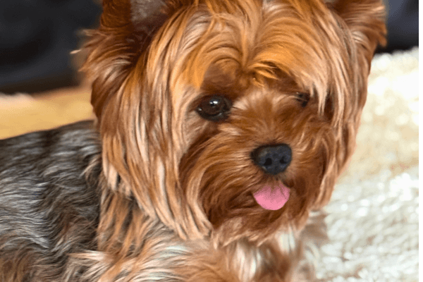 Timmy the Yorkshire Terrier