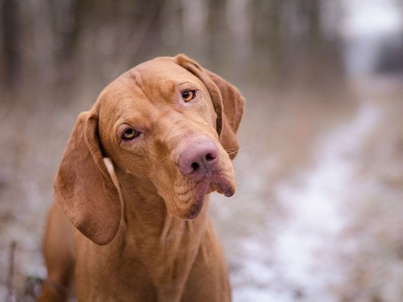 A Hungarian Vizsla stood with his head tilted to one side looking intently