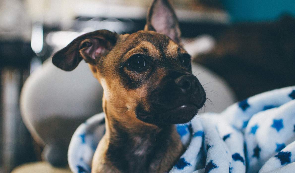 Tips for dogs on Bonfire Night: how to calm your dog during fireworks