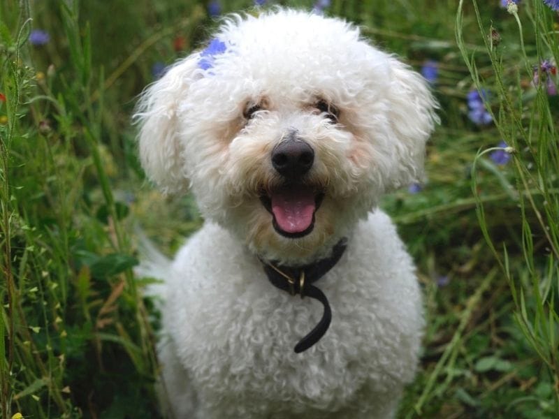 A happy Bichon Frise wearing a purple flower on their ear in the meadow
