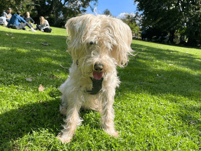 Shirley the Schnoodle