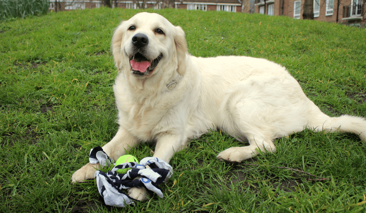 A happy Golden Retriever is taking a break after playing with their DIY tennis ball t-shirt tug toy.