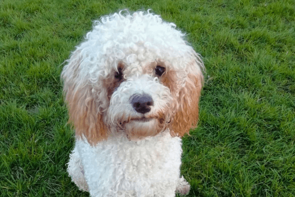 A fluffy white dog called Cookie