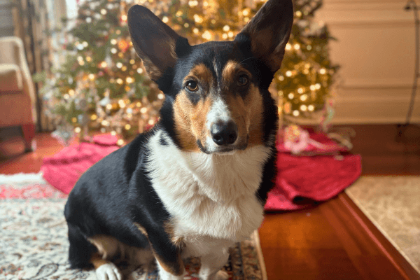 Christmas Dog Safety Tips