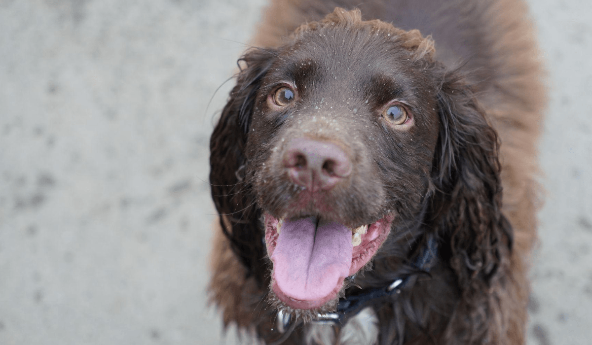 A beautiful, chocolate Cocker Spaniel takes a break after enjoying splashing around at the beach.