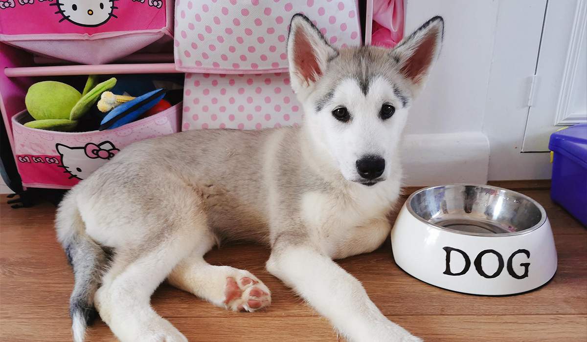 What is the Best Dog Food?