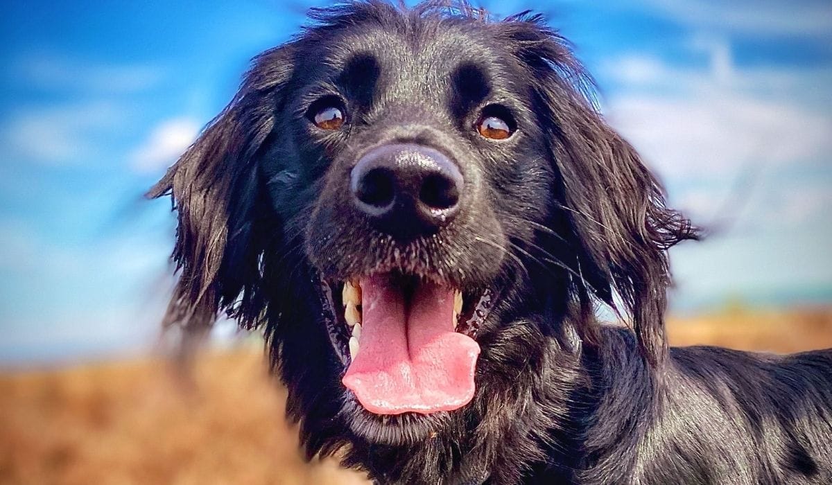 Best dog walks in Stoke-on-Trent
