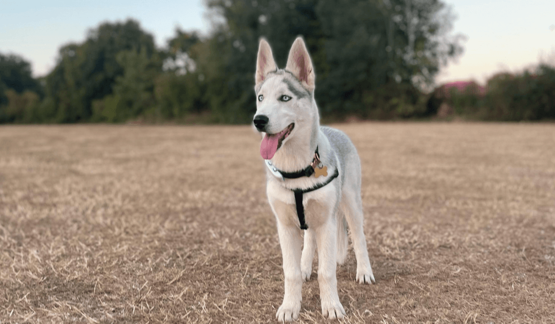 A young Husky is off lead learning recall, standing in a dry, brown field