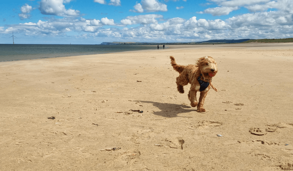 A fluffy, golden Cockapoo is running across a wide, sandy beach