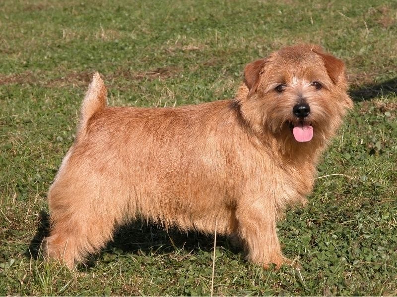 A happy Norfolk Terrier standing alert in the green
