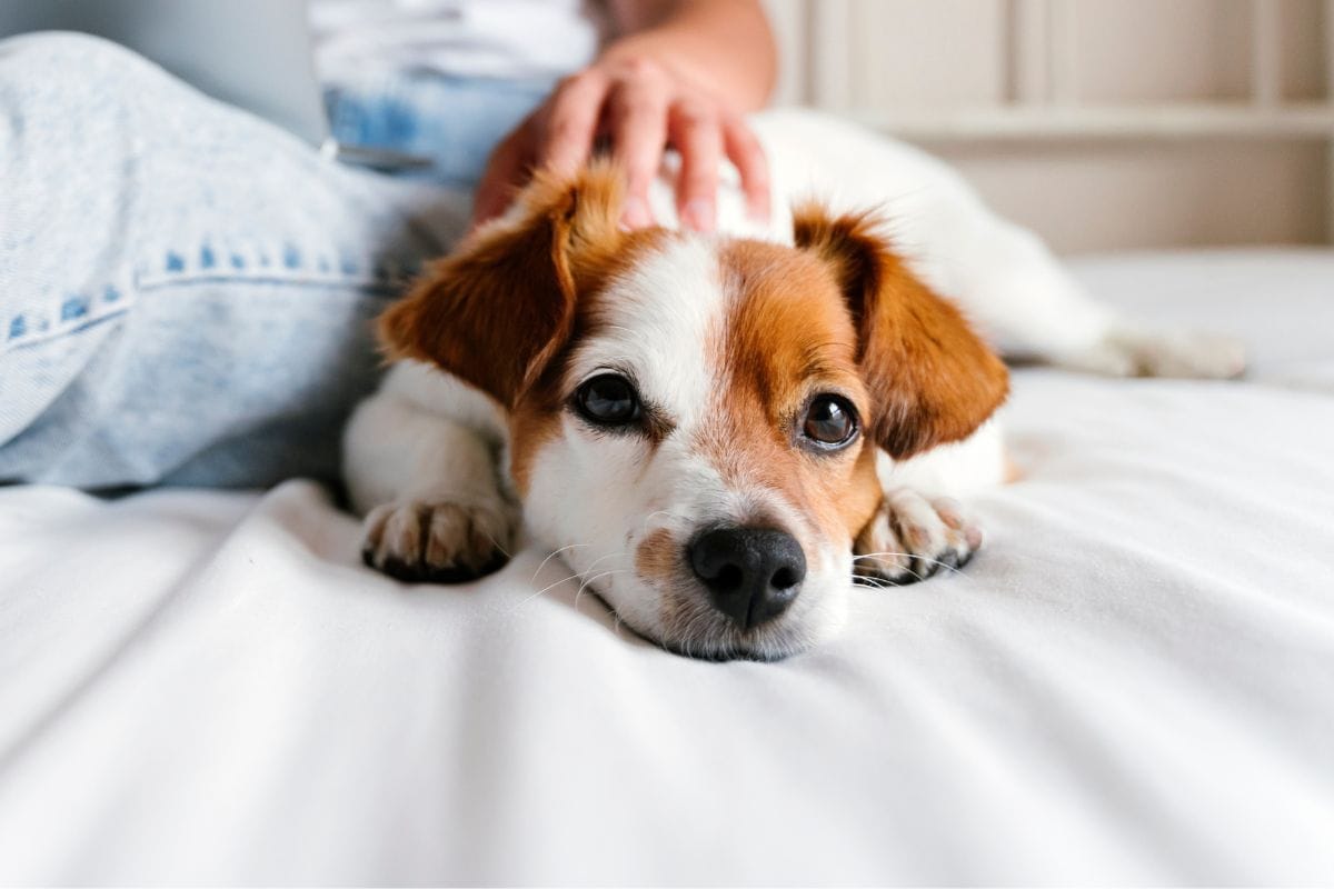 Looking for a dog sitter in Durham?