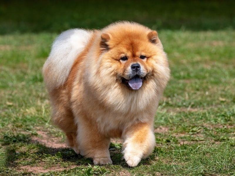 A golden Chow Chow plodding through the field on a cool spring day