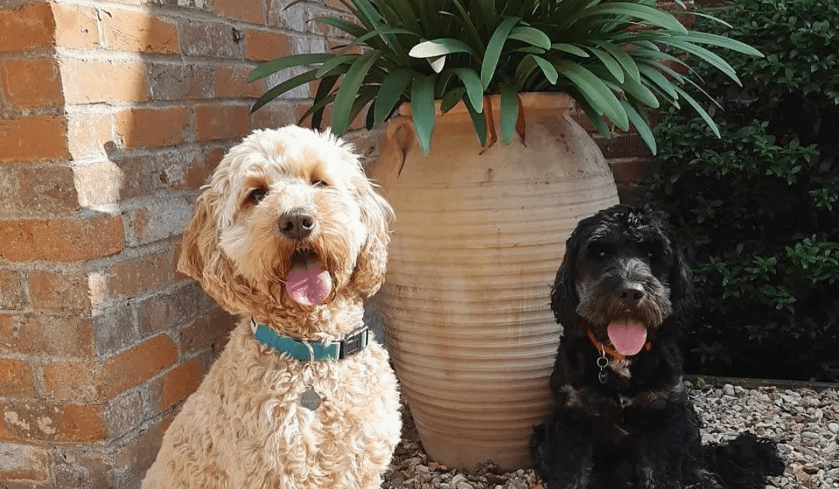 Dog Friendly Accommodation In London