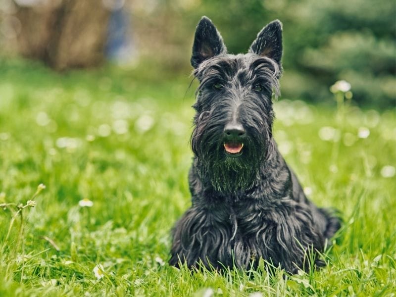 Scottish terrier sat on the grass