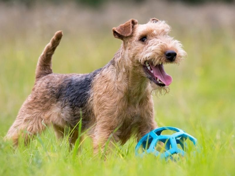 Happy Lakeland Terrier with a blue ball playing in a field.