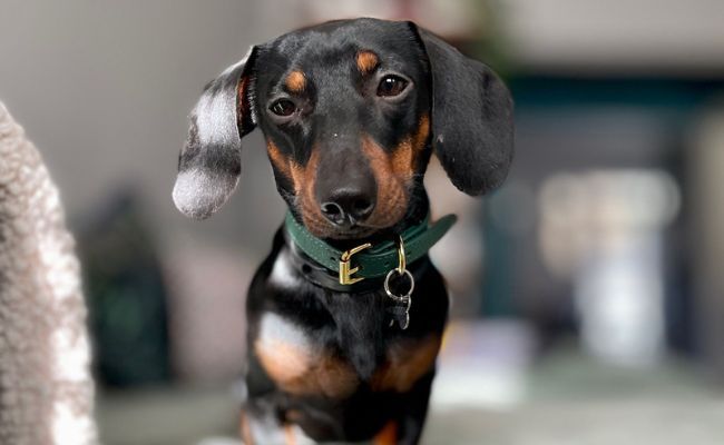 Otto the Miniature Dachshund posing at home wearing a smart green leather collar