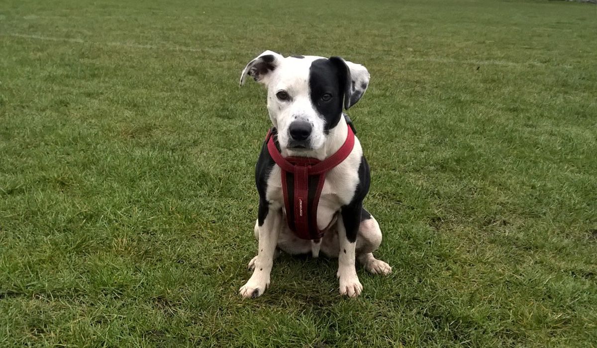 Roger, with a black patch over one eye, sits on grass